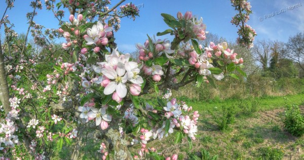 apple blossom