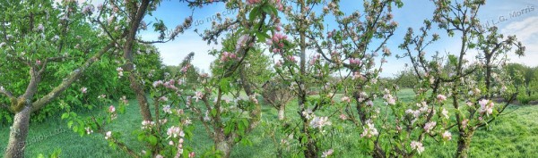 early morning apple blossom panorama