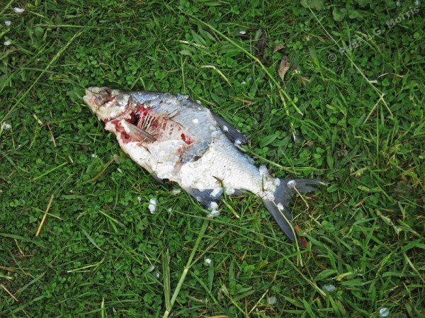 Remains of a fish