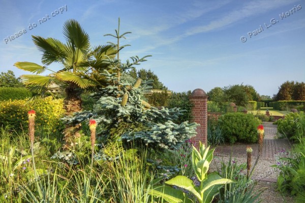 pine tree in the mediterranean garden