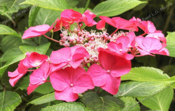 red hydrangea