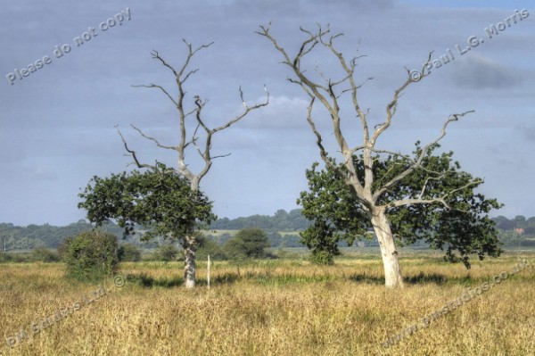 two half-dead trees