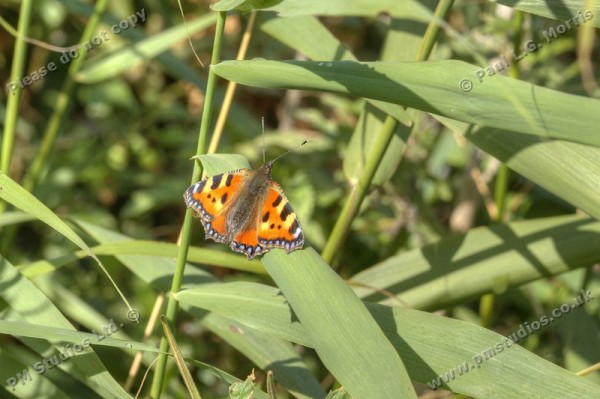 A Small Tortoiseshell butterfly resting on a leaf.