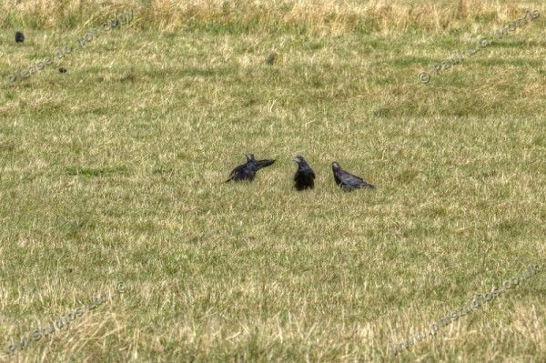 rooks feeding