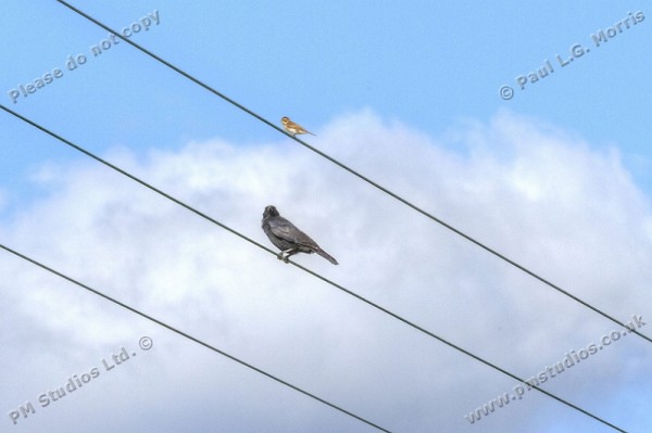 birds on electricy wires