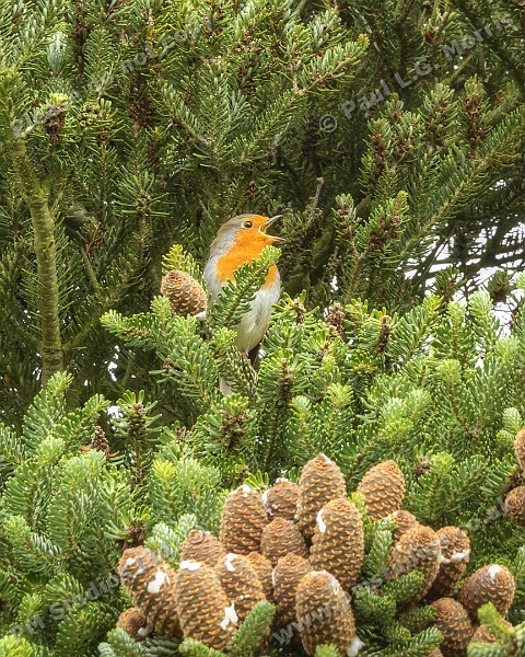 Robin Singing