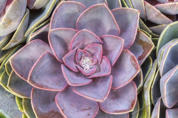 Echeveria 