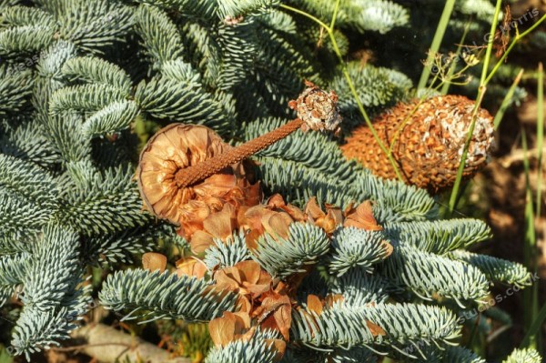 seeds from a cone