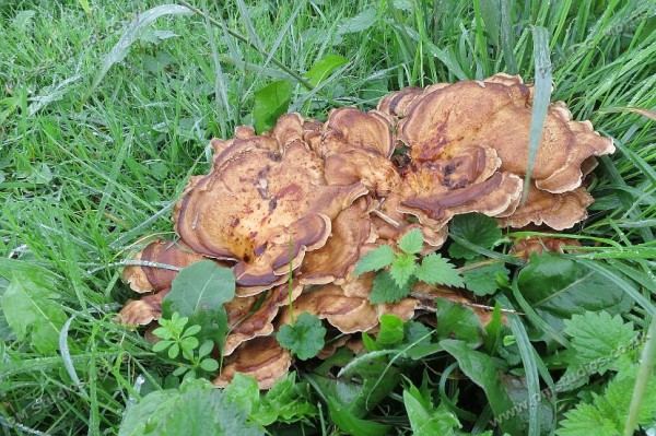 Bracket fungus view 1