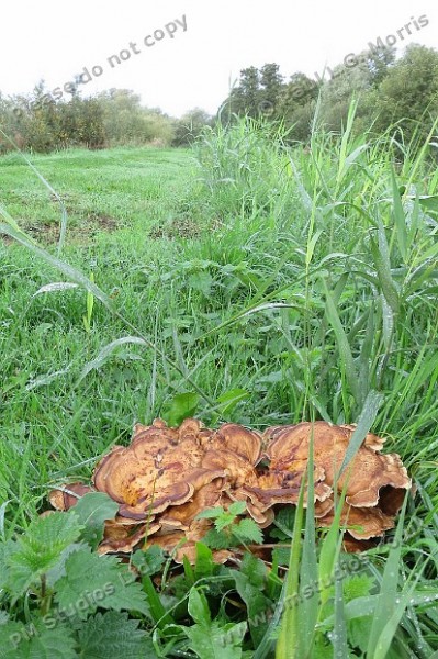 Bracket fungus view 3