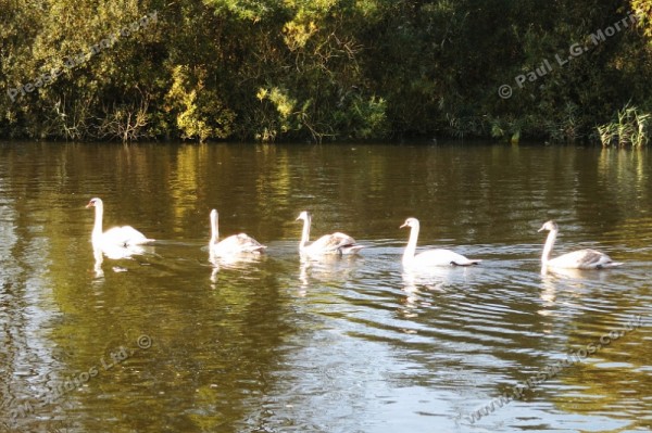 family of swans on the river - 1