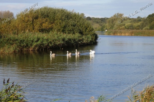 family of swans on the river - 2