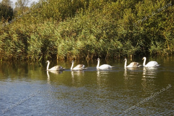family of swans on the river - 3