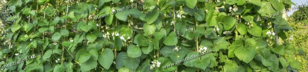 Runner beans growing