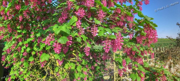 flowering currant Nearscape