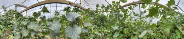 360 degree view in the polytunnel