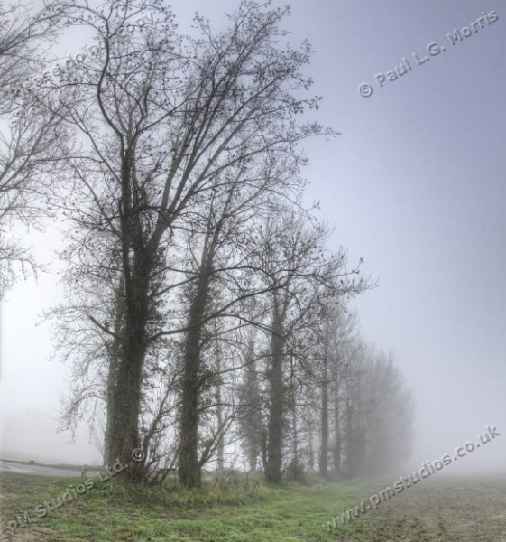line of trees in fog