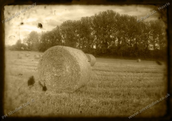 sepia field scene 2