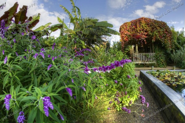 flower and view