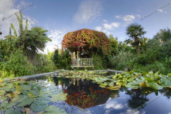 pond in exotic garden - landscape