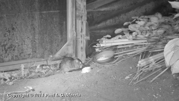 Rat in polytunnel