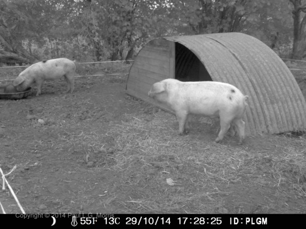 pigs evening