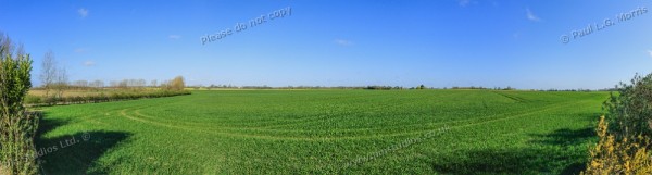 field under a blue sky