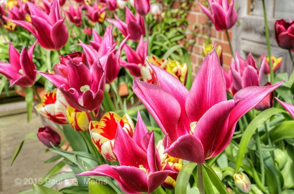 Tulips at east ruston old vicarage - 1