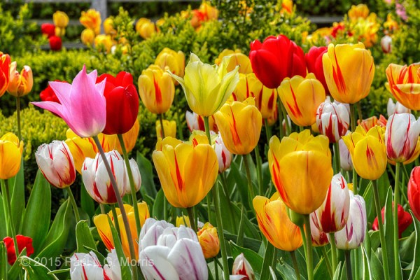 Tulips at east ruston old vicarage - 4