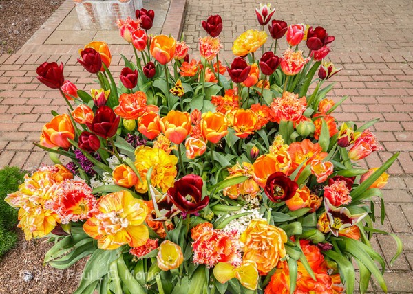 Tulips at east ruston old vicarage - 3