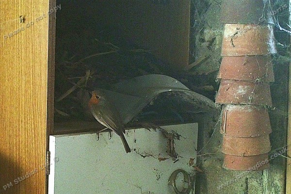 robin  entering cupboard