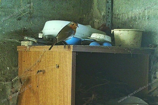 robin on cupboard