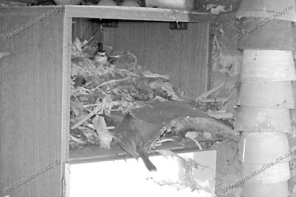 night-time robin entering cupboard