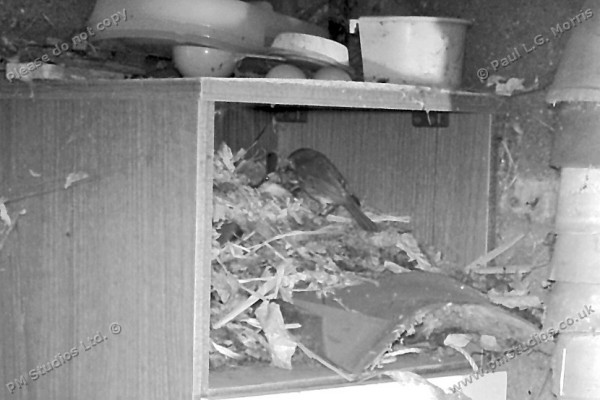 robin with mate