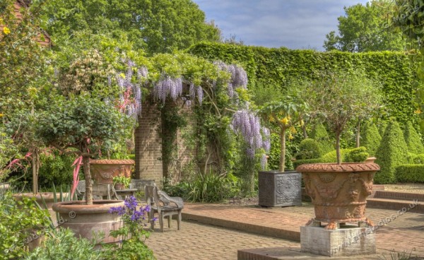 wisteria in the dutch garden