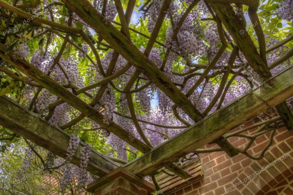 wisteria from below