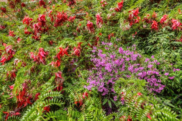 clianthus