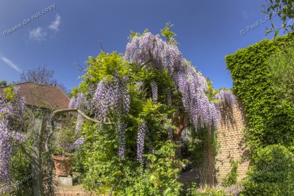 fish-eye of wisteria