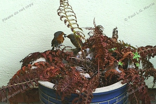 robin feeding young