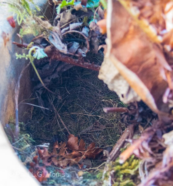 robin's nest