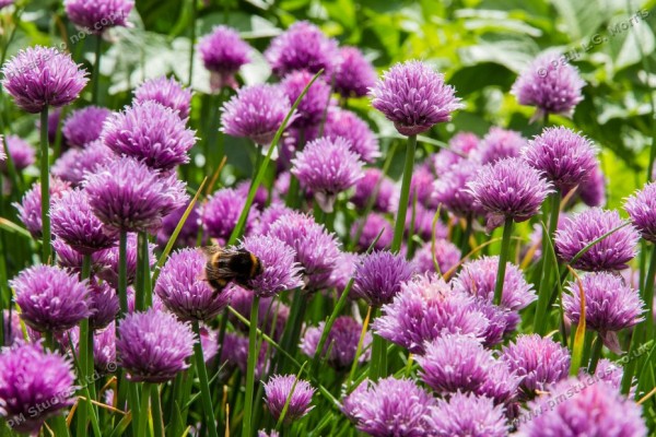 chives with bee