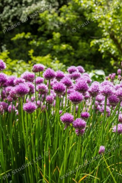 chives - portrait format