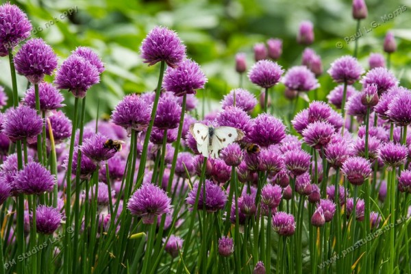 chives with cabbage white butterfly