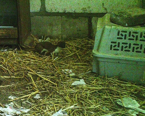 stoat approaching nest box