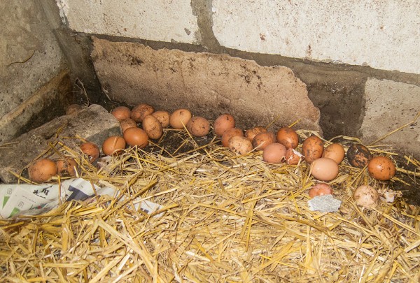 egg stash under nest box