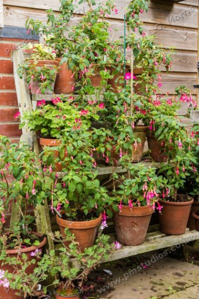 pot display
