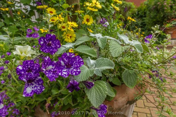 EROV gardens on plant fair day