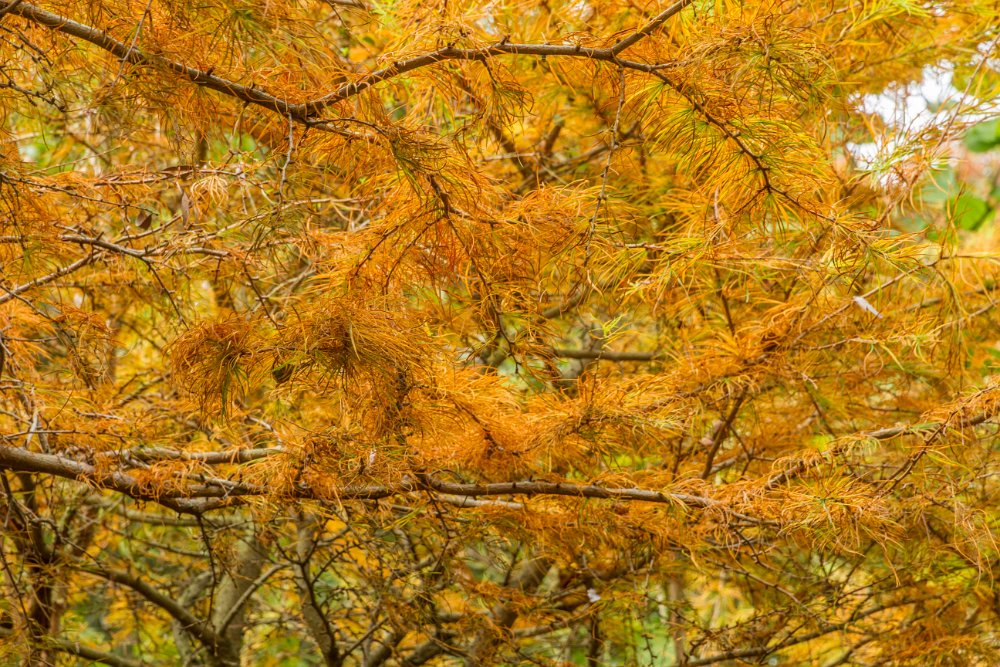 Larch foliage