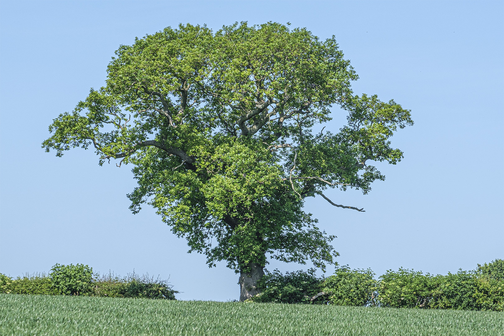 The tree in summer