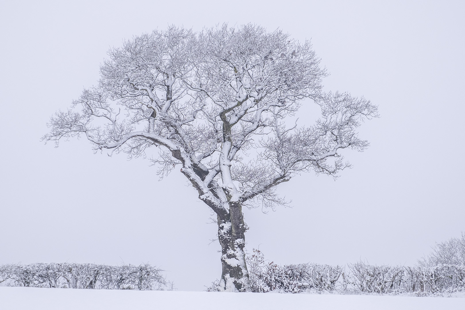 The tree in the snow